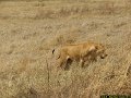 Magnifique Tanzanie-111